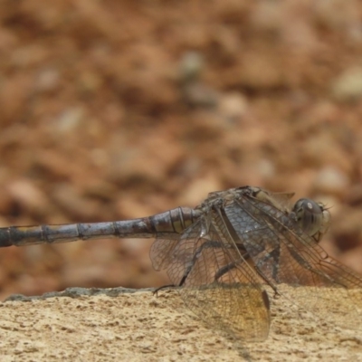 Orthetrum caledonicum (Blue Skimmer) at Sutton, NSW - 14 Jan 2020 by Whirlwind