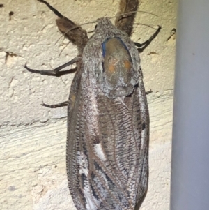 Endoxyla encalypti at Sutton, NSW - 14 Jan 2020