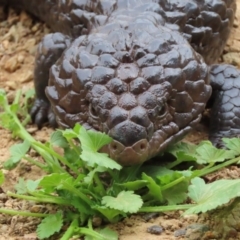 Tiliqua rugosa (Shingleback Lizard) at Sutton, NSW - 16 Jan 2020 by Whirlwind