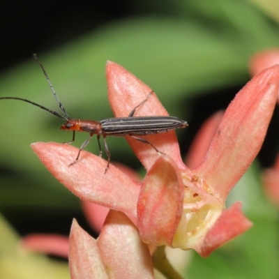 Syllitus rectus (Longhorn beetle) at Hackett, ACT - 14 Jan 2020 by TimL