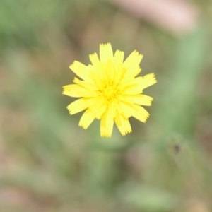 Hypochaeris radicata at Wamboin, NSW - 6 Dec 2019