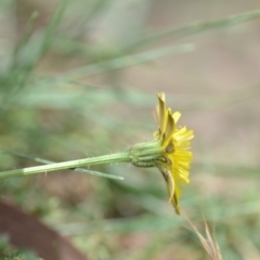 Hypochaeris radicata at Wamboin, NSW - 6 Dec 2019