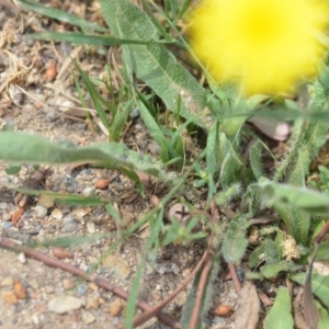 Hypochaeris radicata at Wamboin, NSW - 6 Dec 2019