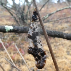 Periclystus circuiter (Angular Wing Antlion) at Googong, NSW - 16 Jan 2020 by Wandiyali