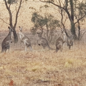 Macropus giganteus at Moncrieff, ACT - 17 Jan 2020