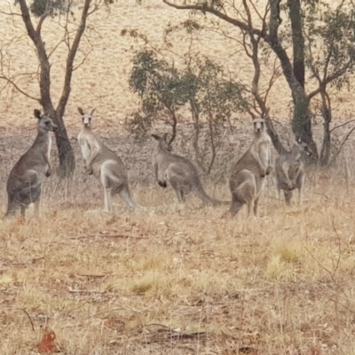 Macropus giganteus (Eastern Grey Kangaroo) at Moncrieff, ACT - 16 Jan 2020 by Bioparticles