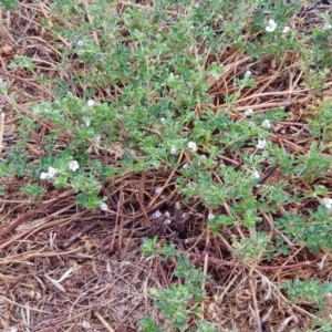 Geranium sp. at Moncrieff, ACT - 17 Jan 2020