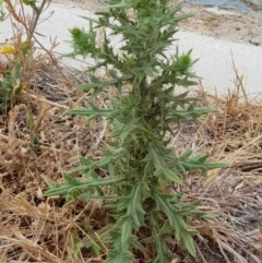 Cirsium vulgare (Spear Thistle) at Moncrieff, ACT - 16 Jan 2020 by Bioparticles