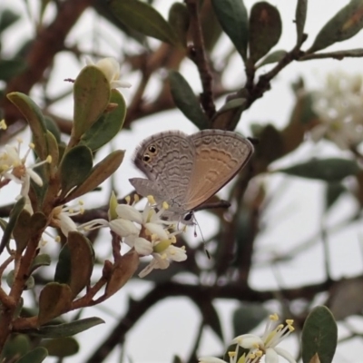 Nacaduba biocellata (Two-spotted Line-Blue) at Mount Painter - 16 Jan 2020 by CathB