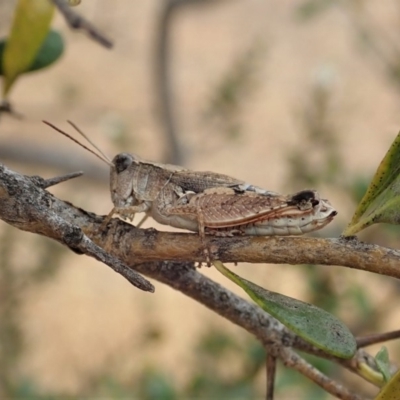 Phaulacridium vittatum (Wingless Grasshopper) at Mount Painter - 16 Jan 2020 by CathB