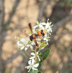 Eumeninae (subfamily) (Unidentified Potter wasp) at Mount Painter - 16 Jan 2020 by CathB