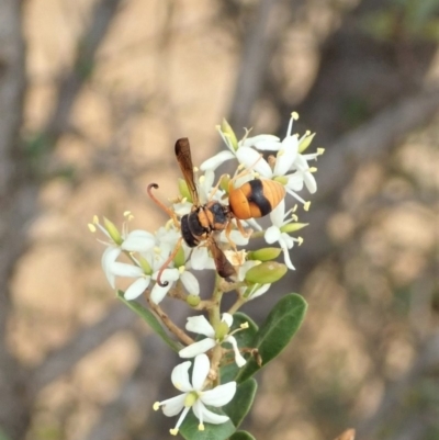 Eumeninae (subfamily) (Unidentified Potter wasp) at Mount Painter - 16 Jan 2020 by CathB
