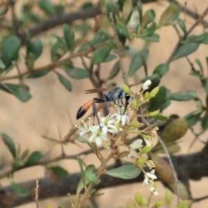 Podalonia tydei at Cook, ACT - 16 Jan 2020 03:51 PM