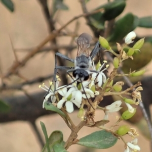 Podalonia tydei at Cook, ACT - 16 Jan 2020 03:51 PM