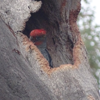 Callocephalon fimbriatum (Gang-gang Cockatoo) at O'Malley, ACT - 16 Jan 2020 by roymcd