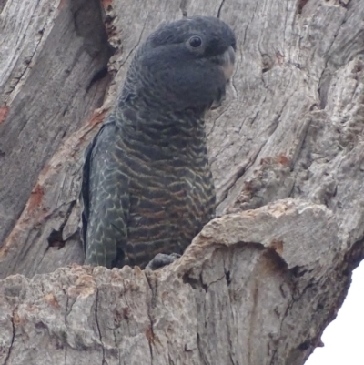 Callocephalon fimbriatum (Gang-gang Cockatoo) at O'Malley, ACT - 17 Jan 2020 by roymcd