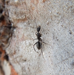Camponotus sp. (genus) (A sugar ant) at Cook, ACT - 24 Sep 2018 by CathB