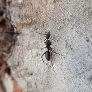 Camponotus sp. (genus) at Cook, ACT - 24 Sep 2018 01:52 PM