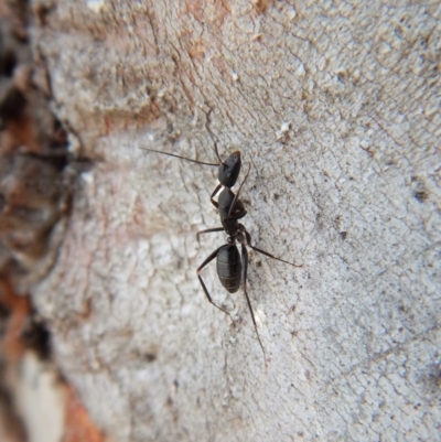 Camponotus sp. (genus) (A sugar ant) at Cook, ACT - 24 Sep 2018 by CathB