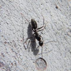 Camponotus sp. (genus) at Cook, ACT - 24 Sep 2018