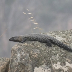 Egernia cunninghami (Cunningham's Skink) at Wandiyali-Environa Conservation Area - 17 Jan 2020 by Wandiyali