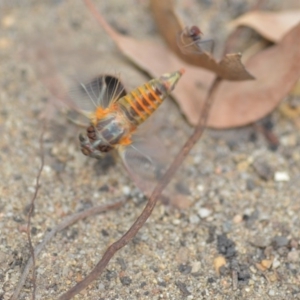 Yoyetta robertsonae at Wamboin, NSW - 6 Dec 2019