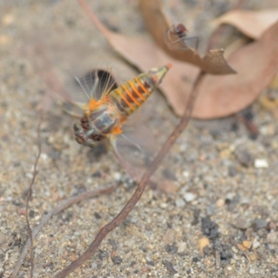 Yoyetta robertsonae (Clicking Ambertail) at Wamboin, NSW - 6 Dec 2019 by natureguy