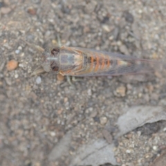 Yoyetta robertsonae at Wamboin, NSW - 6 Dec 2019