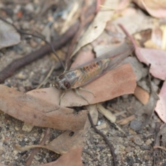 Yoyetta robertsonae at Wamboin, NSW - 6 Dec 2019