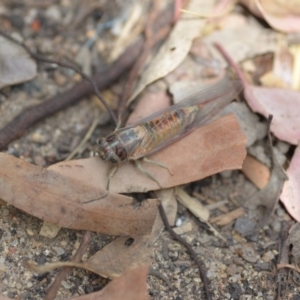 Yoyetta robertsonae at Wamboin, NSW - 6 Dec 2019