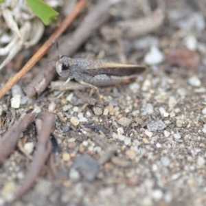 Cryptobothrus chrysophorus at Wamboin, NSW - 6 Dec 2019