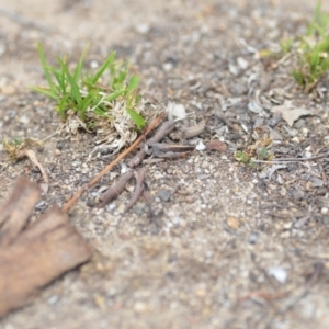 Cryptobothrus chrysophorus at Wamboin, NSW - 6 Dec 2019