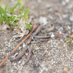 Cryptobothrus chrysophorus at Wamboin, NSW - 6 Dec 2019