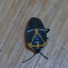 Commius elegans (Cherry Ballart Shield Bug) at Wamboin, NSW - 7 Dec 2019 by natureguy