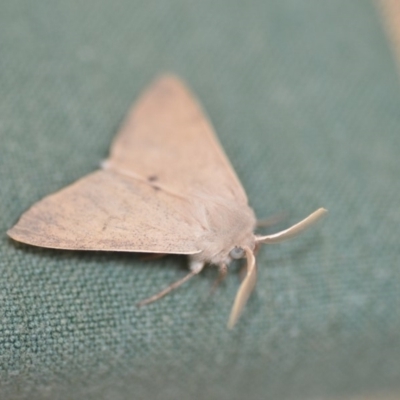 Arhodia lasiocamparia (Pink Arhodia) at Wamboin, NSW - 7 Dec 2019 by natureguy