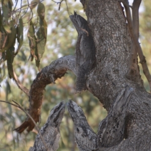 Podargus strigoides at Wamboin, NSW - 8 Dec 2019