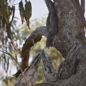 Podargus strigoides at Wamboin, NSW - 8 Dec 2019