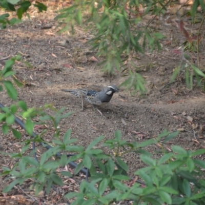 Cinclosoma punctatum (Spotted Quail-thrush) at Wamboin, NSW - 9 Dec 2019 by natureguy