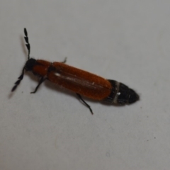 Tenerus sp. (genus) (Clerid beetle) at Wamboin, NSW - 10 Dec 2019 by natureguy