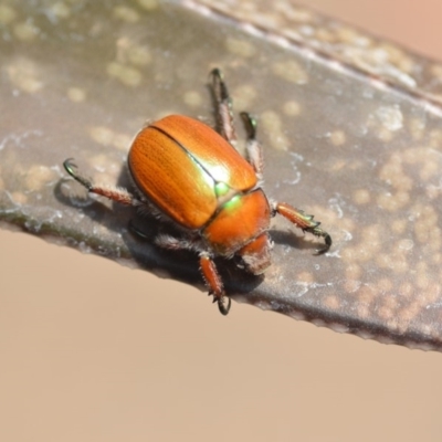 Anoplognathus hirsutus (Hirsute Christmas beetle) at Wamboin, NSW - 12 Dec 2019 by natureguy