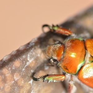 Anoplognathus hirsutus at Wamboin, NSW - 12 Dec 2019