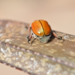 Anoplognathus hirsutus at Wamboin, NSW - 12 Dec 2019