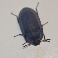 Pterohelaeus planus (Pie dish beetle) at Wamboin, NSW - 12 Dec 2019 by natureguy