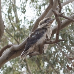 Dacelo novaeguineae (Laughing Kookaburra) at Yarralumla, ACT - 17 Jan 2020 by KL