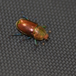 Lamprima aurata at Wamboin, NSW - 14 Dec 2019