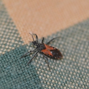 Reduviidae (family) at Wamboin, NSW - 16 Dec 2019