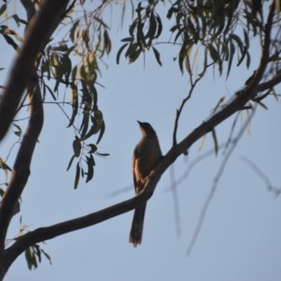 Anthochaera carunculata (Red Wattlebird) at Wamboin, NSW - 17 Dec 2019 by natureguy