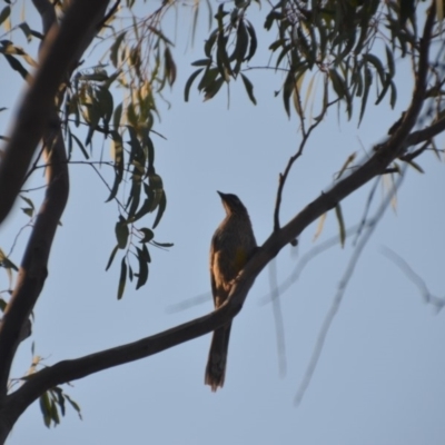 Anthochaera carunculata (Red Wattlebird) at Wamboin, NSW - 16 Dec 2019 by natureguy