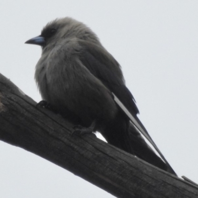 Artamus cyanopterus (Dusky Woodswallow) at Burradoo - 17 Jan 2020 by GlossyGal