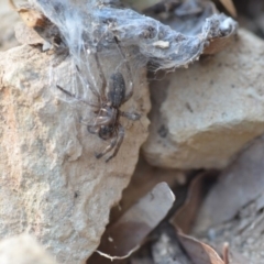 Miturga sp. (genus) at Wamboin, NSW - 17 Dec 2019 01:03 PM